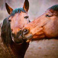 顔を寄せ合う2頭の馬