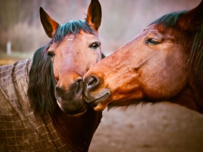 顔を寄せ合う2頭の馬
