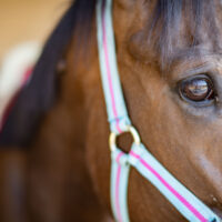 水色とピンクの無口を着けた馬の顔と目のアップ